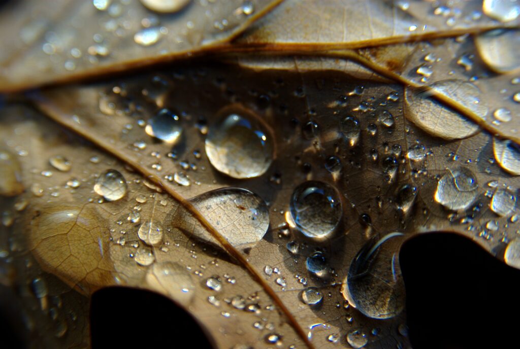 Intricate Leaf Veins with Water Droplets - Macro Wallpaper Background