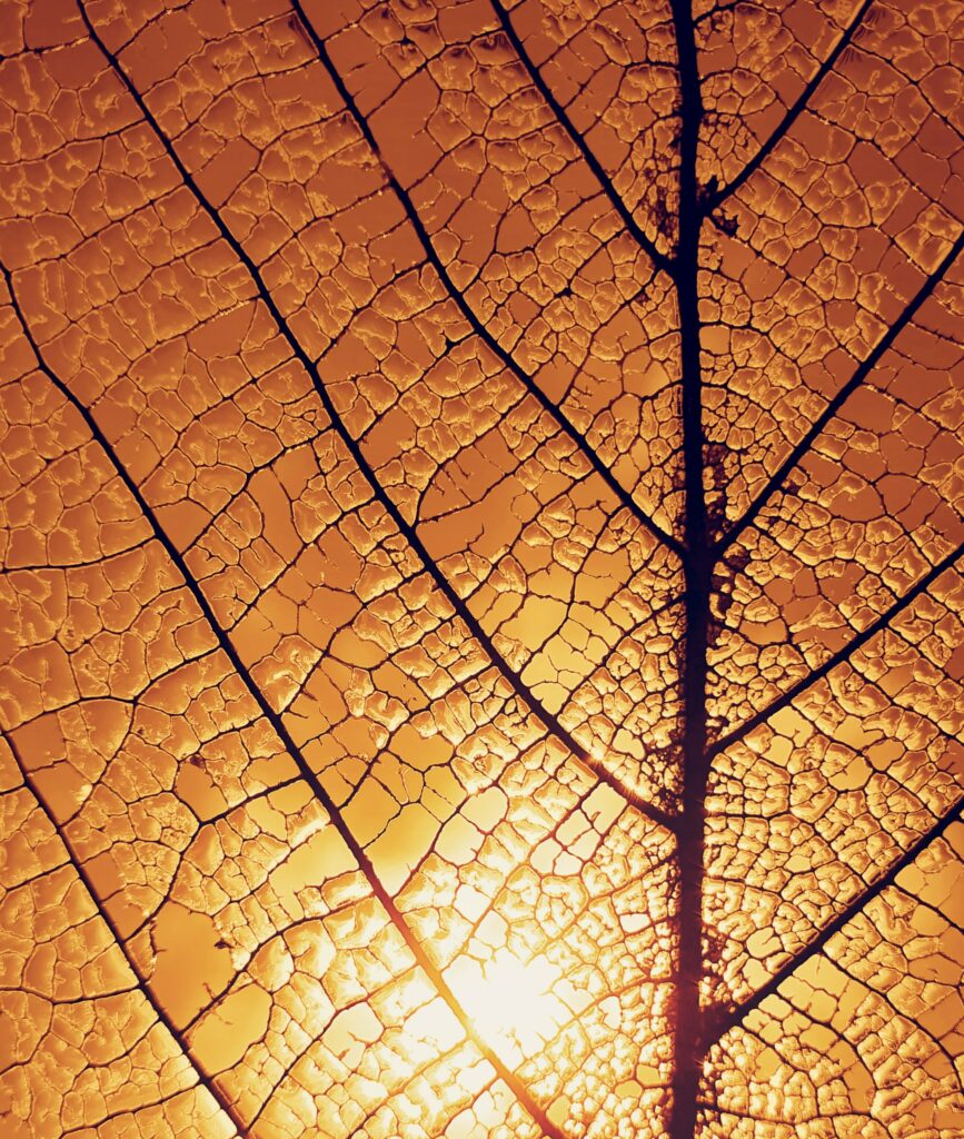 Macro Leaf Veins Illuminated: Stunning Wallpaper Background