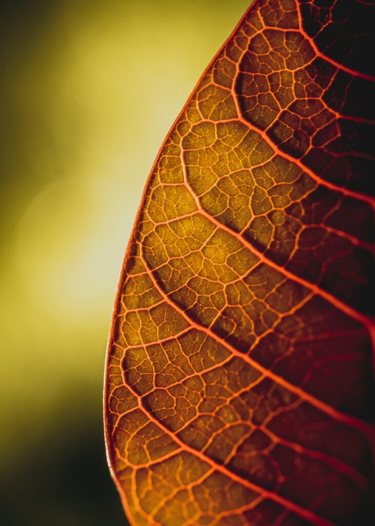 Intricate Leaf Veins: Vibrant Nature Wallpaper Background