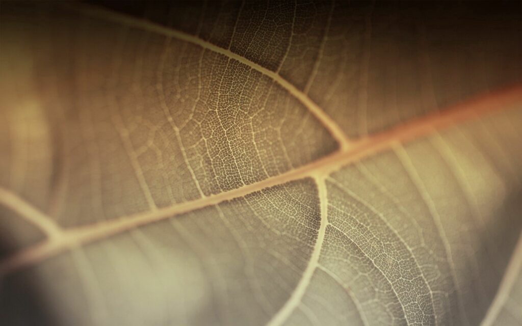 Intricate Leaf Close-Up Wallpaper: Detailed Veins & Natural Patterns