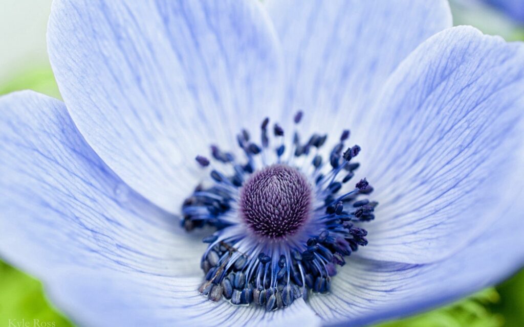 Intricate Lilac Flower Close-Up: Detailed Petals & Stamen Wallpaper