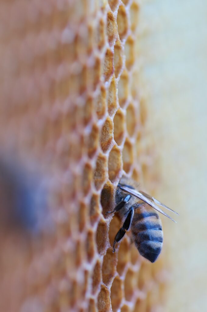 Intricate Macro Shot of a Bee on Honeycomb - Stunning Wallpaper