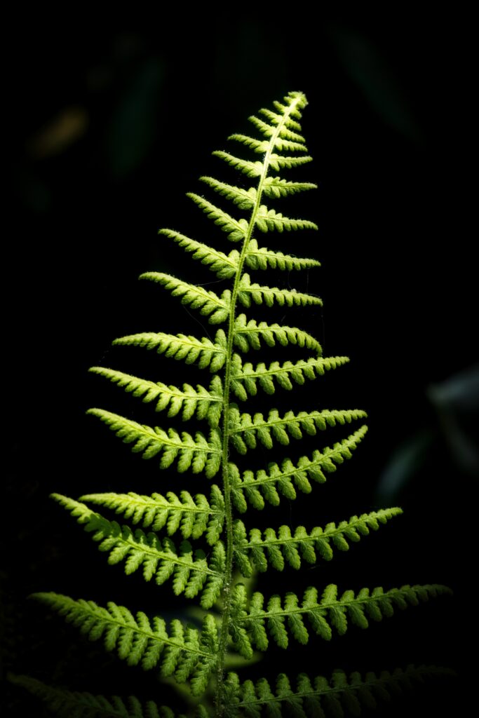 Vibrant Macro Fern Branch: Intricate Leaves on Dark Wallpaper Background
