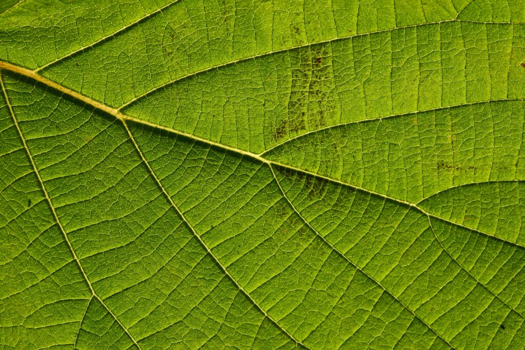 Intricate Green Leaf Macro - Nature's Veins & Texture Wallpaper