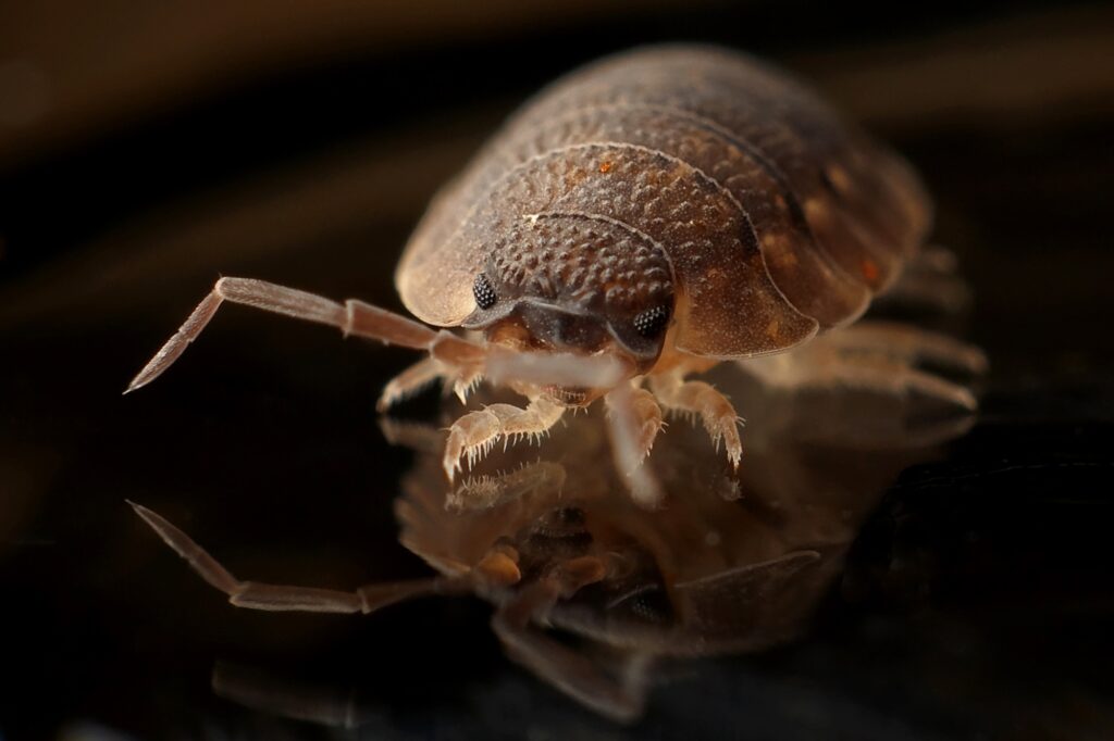 Intricate Insect Macro Shot: Textures on Dark Reflective Wallpaper