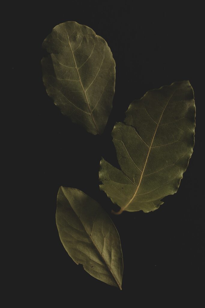 Intricate Macro Shot of Bay Leaves: Stunning Dark Wallpaper Background