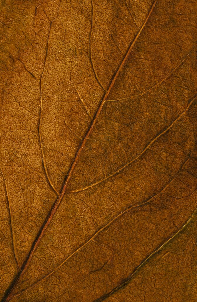 Intricate Brown Leaf Macro - Textured Surface Wallpaper Background