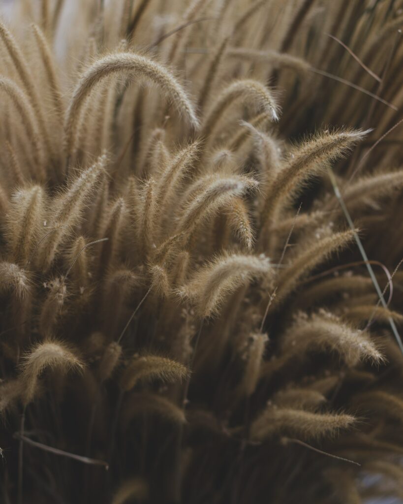 Delicate Plant Ears Macro: Soft Texture & Intricate Details Wallpaper