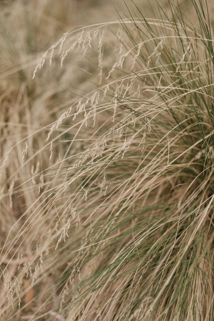 Intricate Macro Shot of Dry Grass: Serene Earthy Wallpaper Background