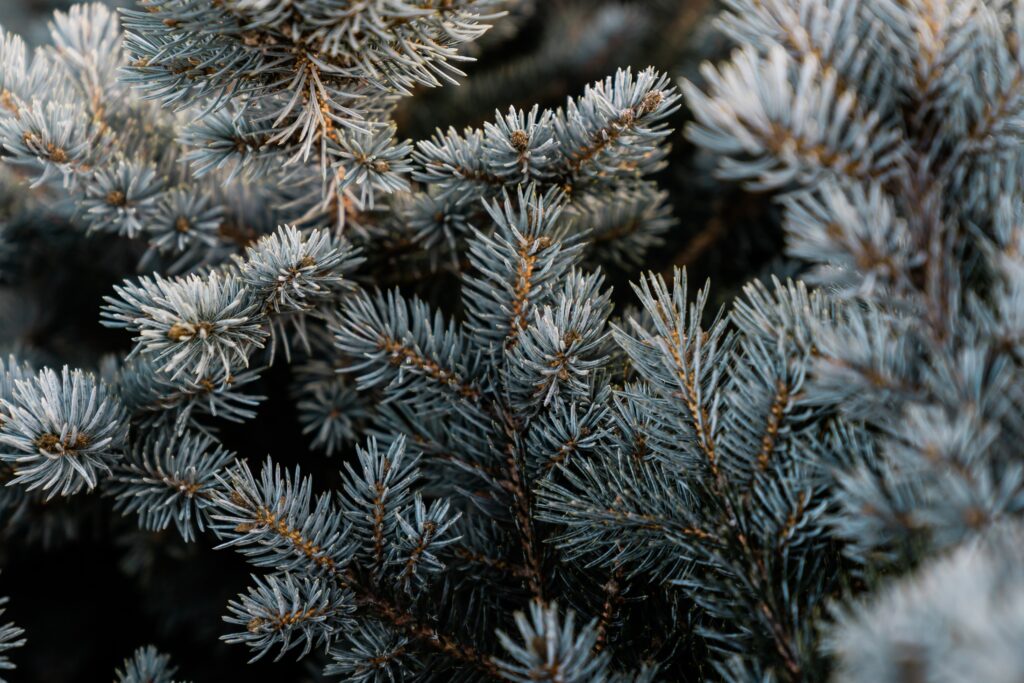 Intricate Pine Branch Macro: Textured Needle Wallpaper Background