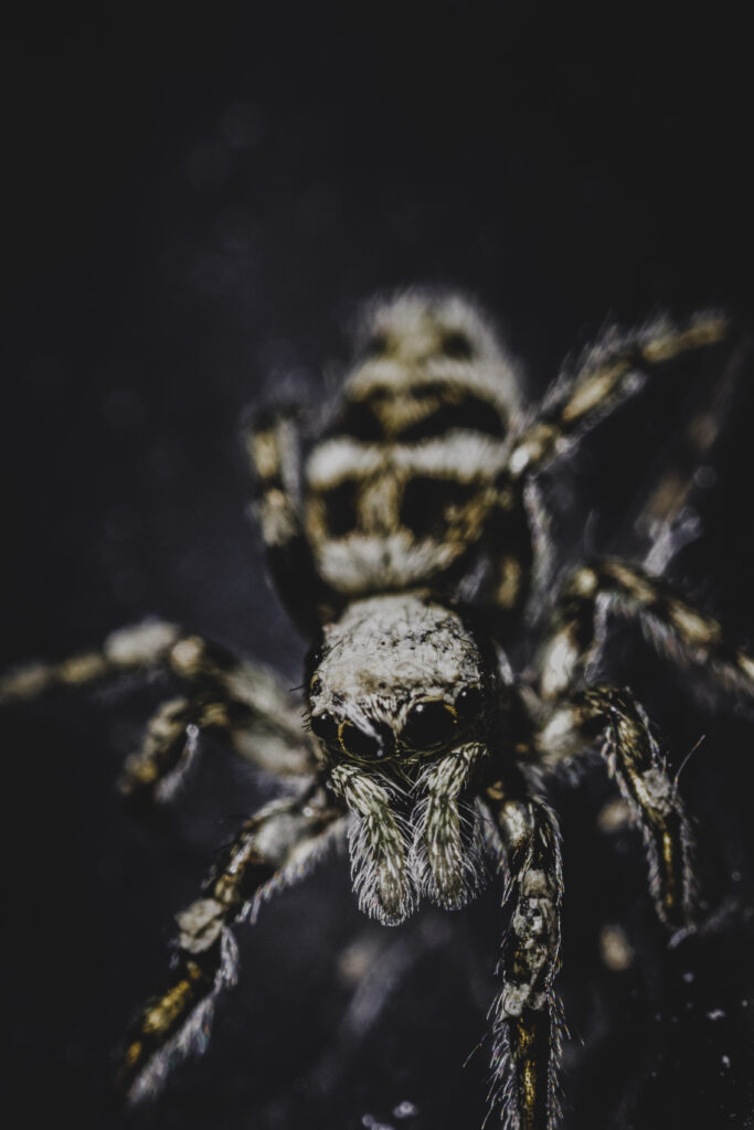 Intricate Spider Macro Shot: Textured Patterns & Sharp Eyes Wallpaper