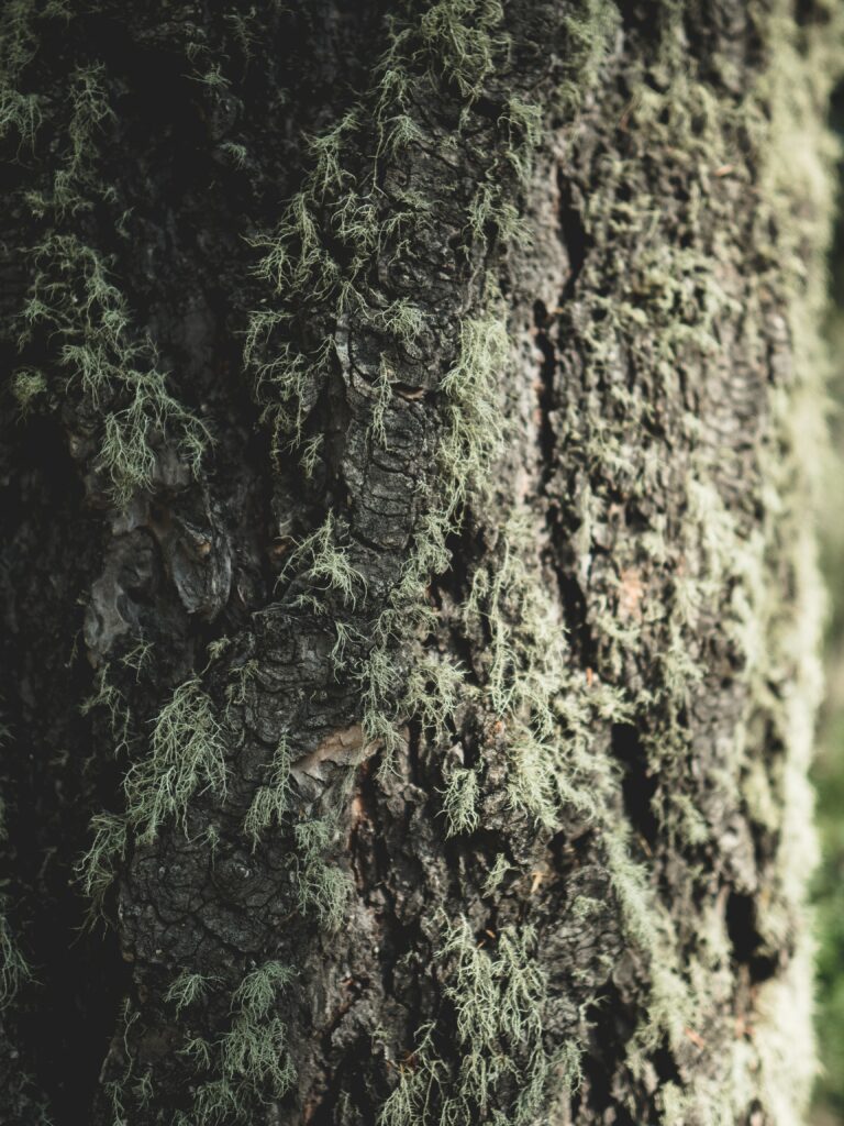 Macro Tree Bark with Green Moss - Intricate Texture Wallpaper
