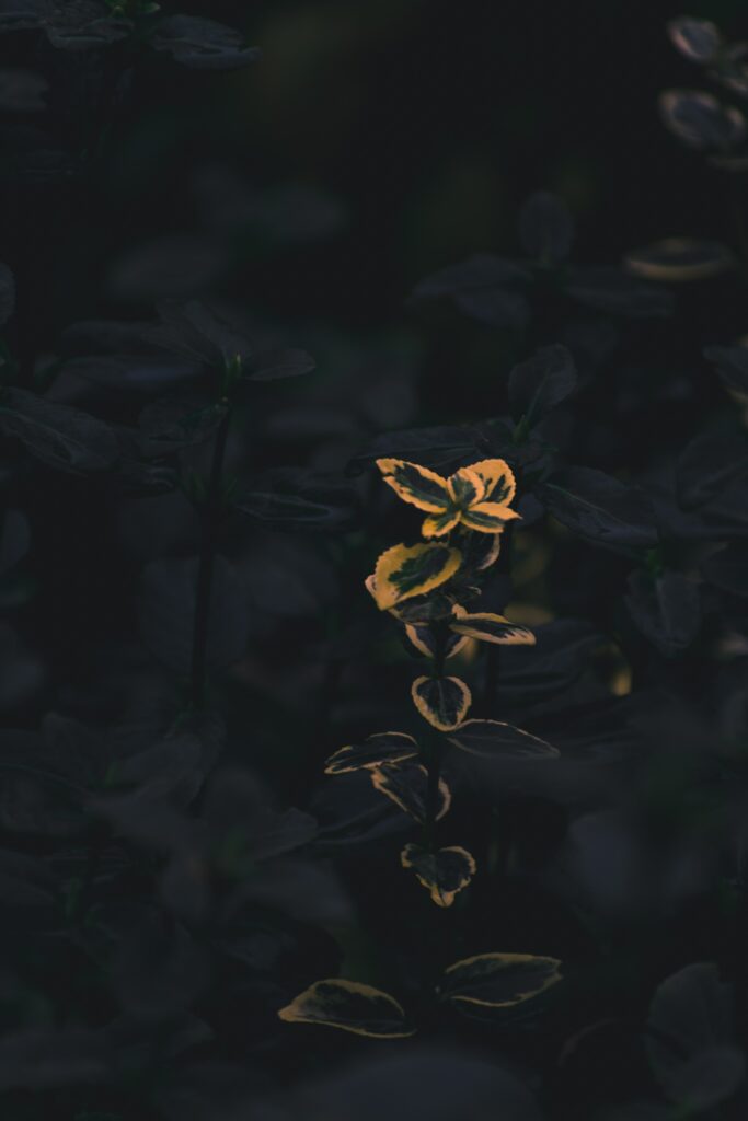 Stunning Macro Wallpaper of Green & Yellow Leaves in Dark Setting