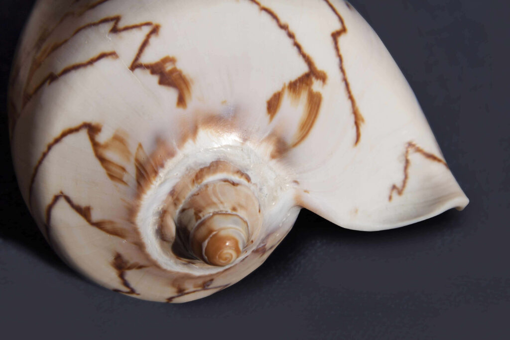 Close-up patterned marine snail shell wallpaper with intricate brown zigzag markings on white