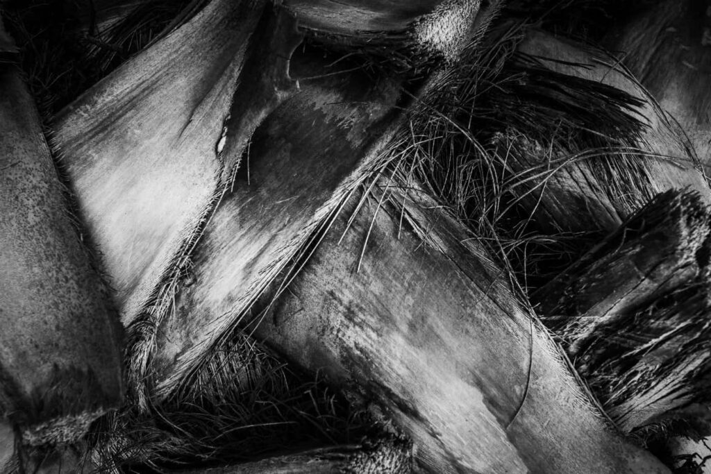 Intricate Monochromatic Abstract Wallpaper with Fibrous Patterns