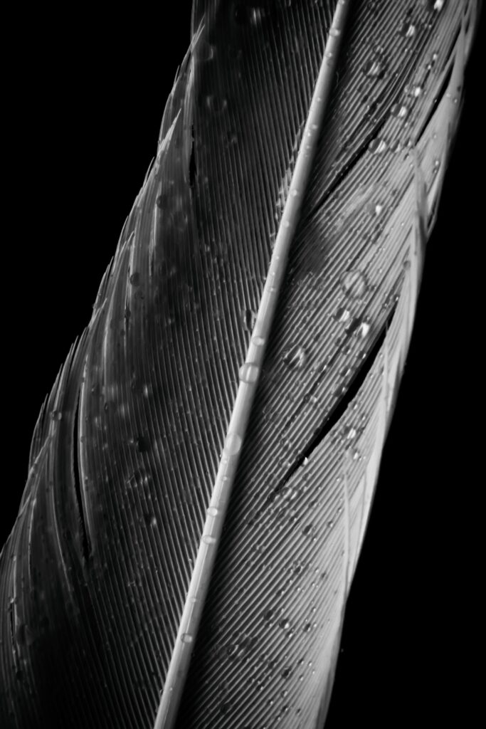 Intricate Monochrome Feather Macro with Water Droplets - Wallpaper