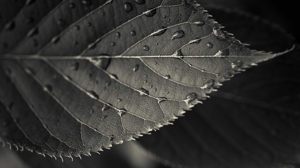 Monochrome Leaf with Water Droplets: Textured Wallpaper Background