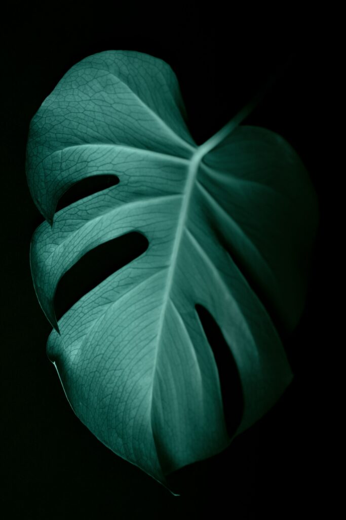 Monstera Leaf Close-Up: Intricate Veins & Texture Wallpaper Background