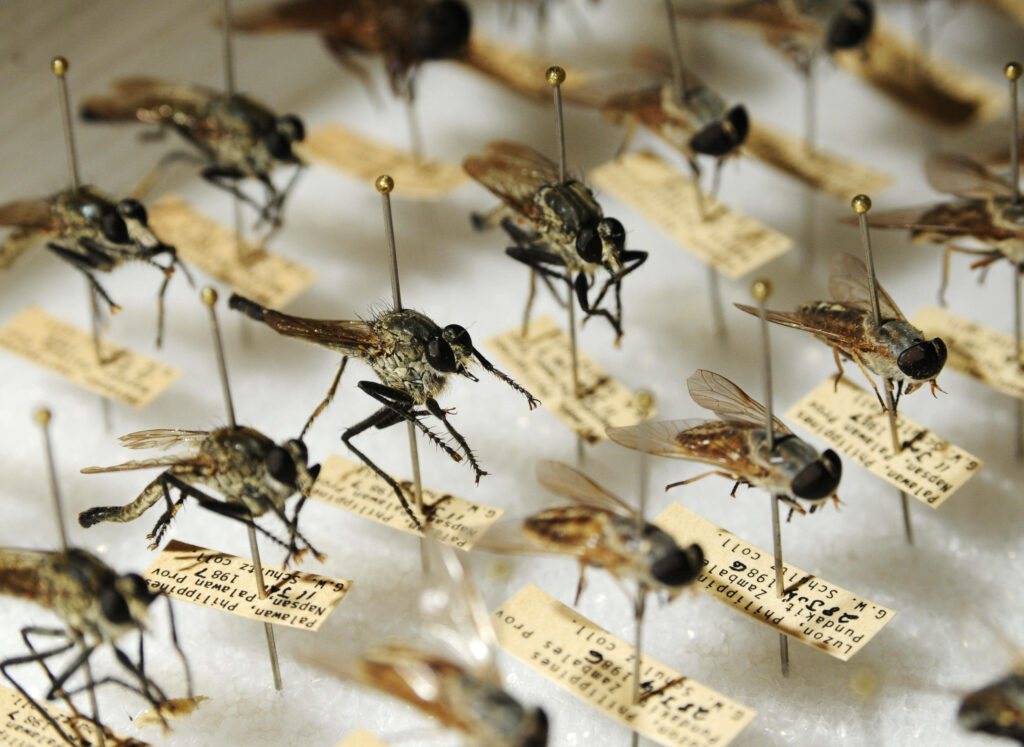 Intricate Mosquito Specimens: Taxonomy and Display Wallpaper Design