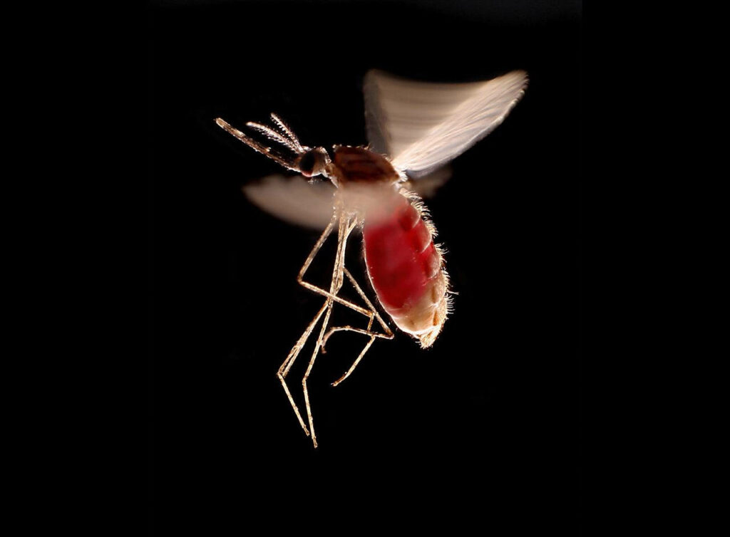 Close-Up Mosquito in Flight Wallpaper: Intricate Wings & Structure
