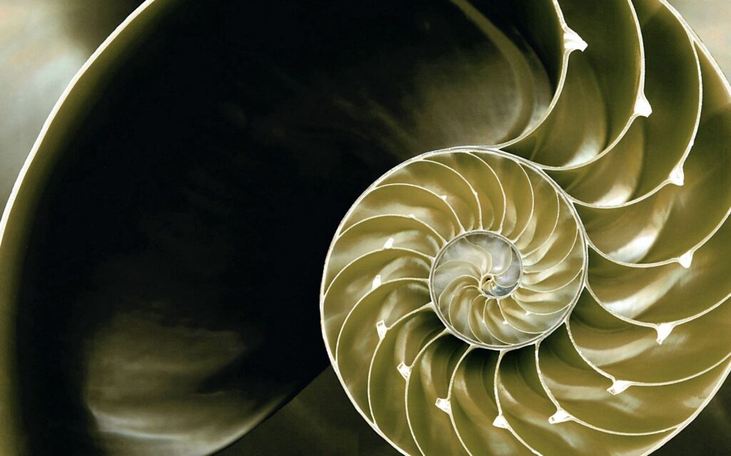 Intricate Nautilus Shell Wallpaper: Captivating Spiral Design