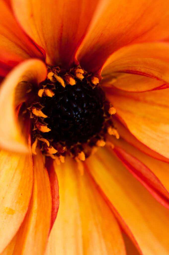 Vibrant Orange Flower Macro: Intricate Petals & Pollen Wallpaper