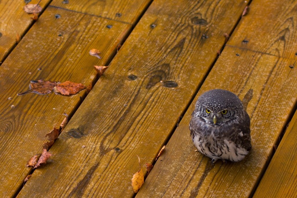 Intricate Owl on Autumn Leaves: Nature's Fierce Predator Wallpaper