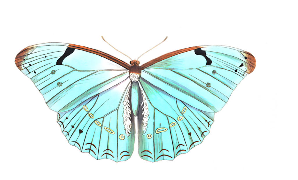 Intricate Pale Blue Butterfly Illustration for Wallpaper Background
