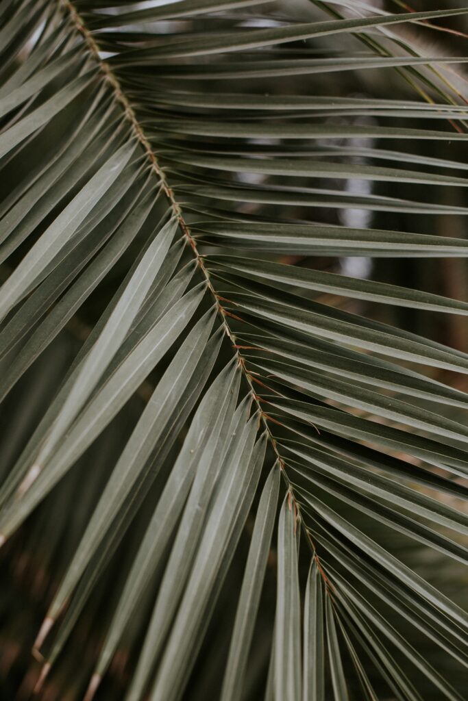 Vibrant Palm Leaf Close-Up: Intricate Texture Wallpaper Background