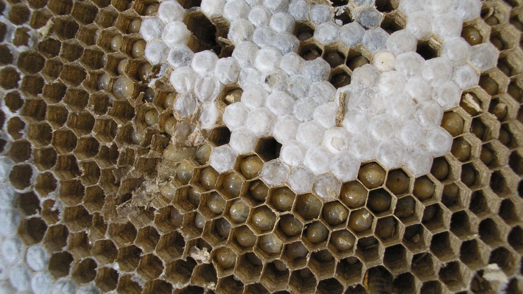 Close-up of detailed paper wasp nest showing hexagon combs larvae and silk-capped pupae texture Wallpaper