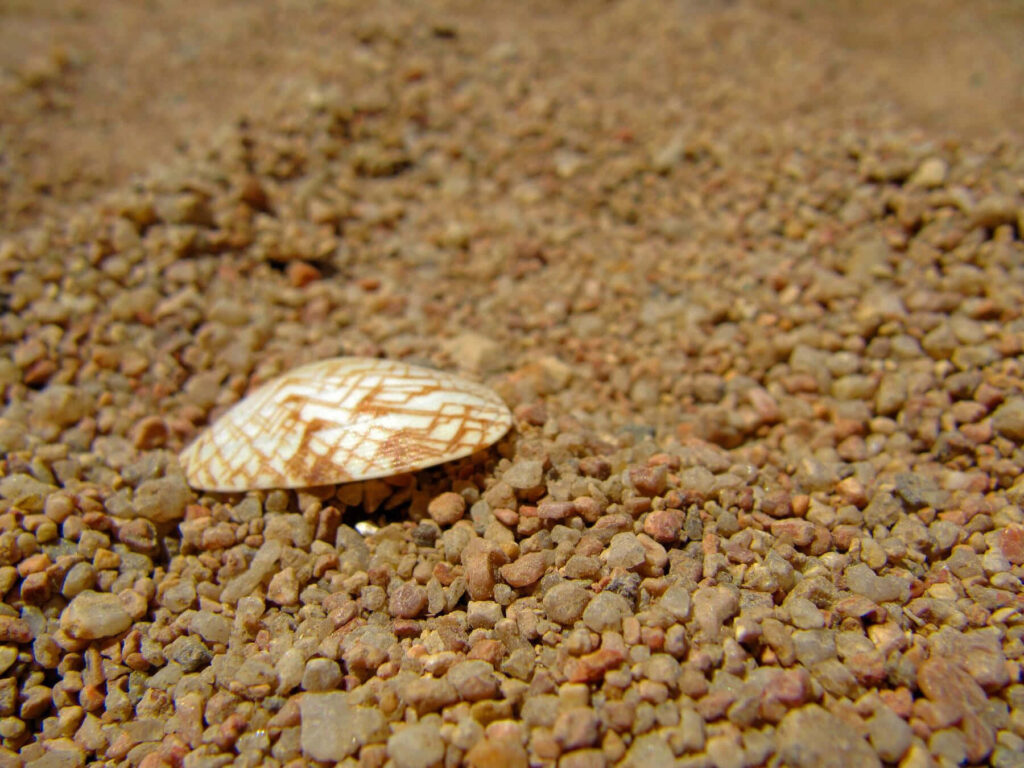Patterned cockle shell on coarse sandy beach with warm earthy tones coastal wallpaper background