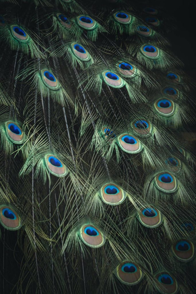 Close up of vibrant peacock feathers with iridescent blue and green eyes on dark background wallpaper