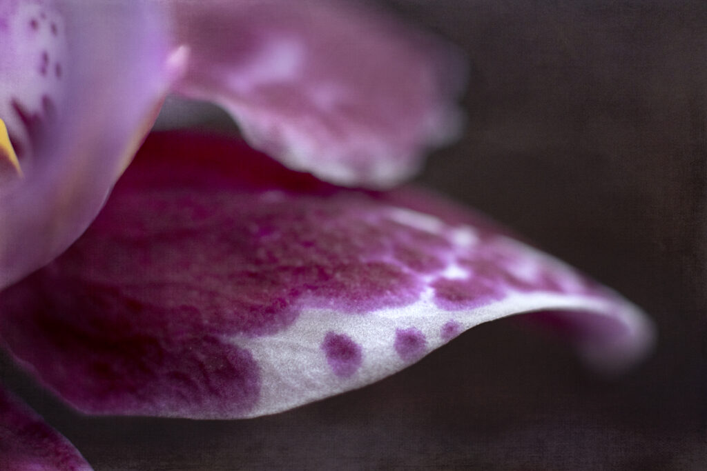 Macro Pink Flower Petal Wallpaper: Intricate Textures & Soft Hues