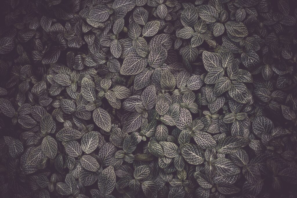 Intricate Plant Leaves Wallpaper: Detailed Vein Patterns & Natural Texture