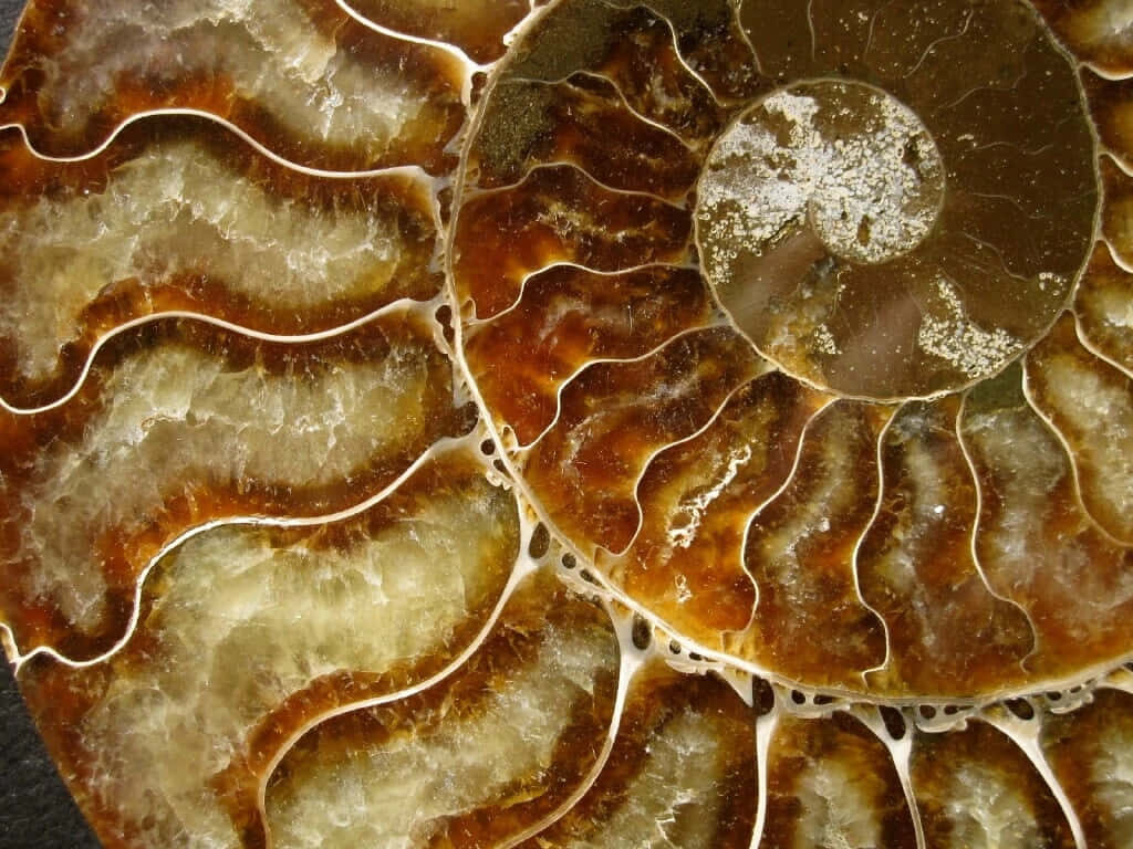 Closeup of polished ammonite fossil with intricate spiral patterns and rich earthy tones wallpaper