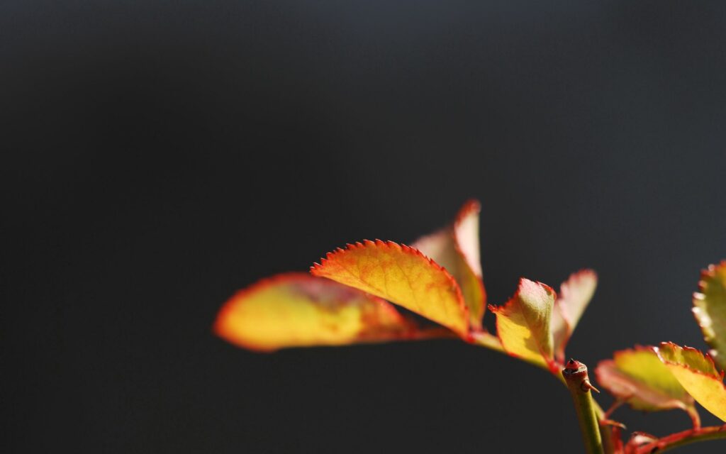 Minimalist Reddish-Yellow Leaf Wallpaper on Dark Blurred Background
