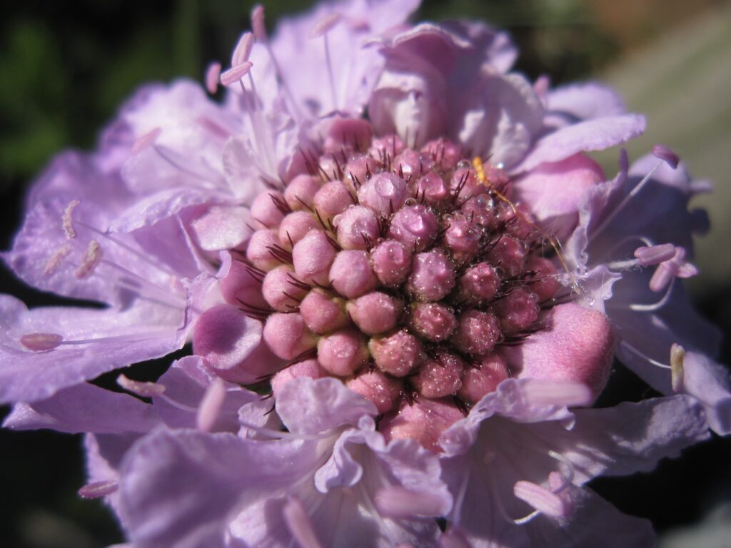 Scabiosa Flower Close-Up: Intricate Lavender Petals for Wallpaper
