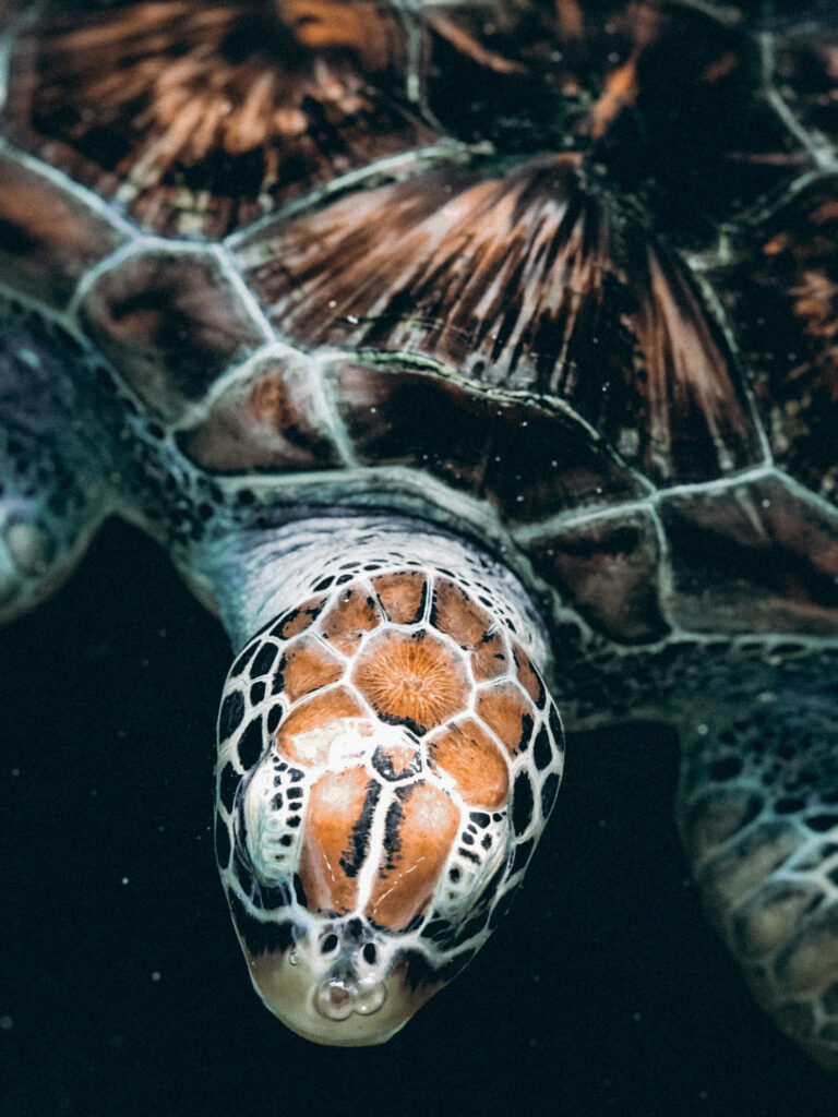 Close-up of a sea turtle with detailed bony shell and textured skin underwater wallpaper background