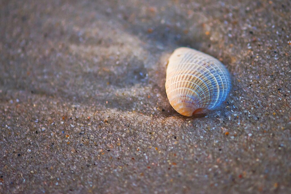 Intricate Seashell Close-Up on Sandy Terrain - Natural Light Wallpaper
