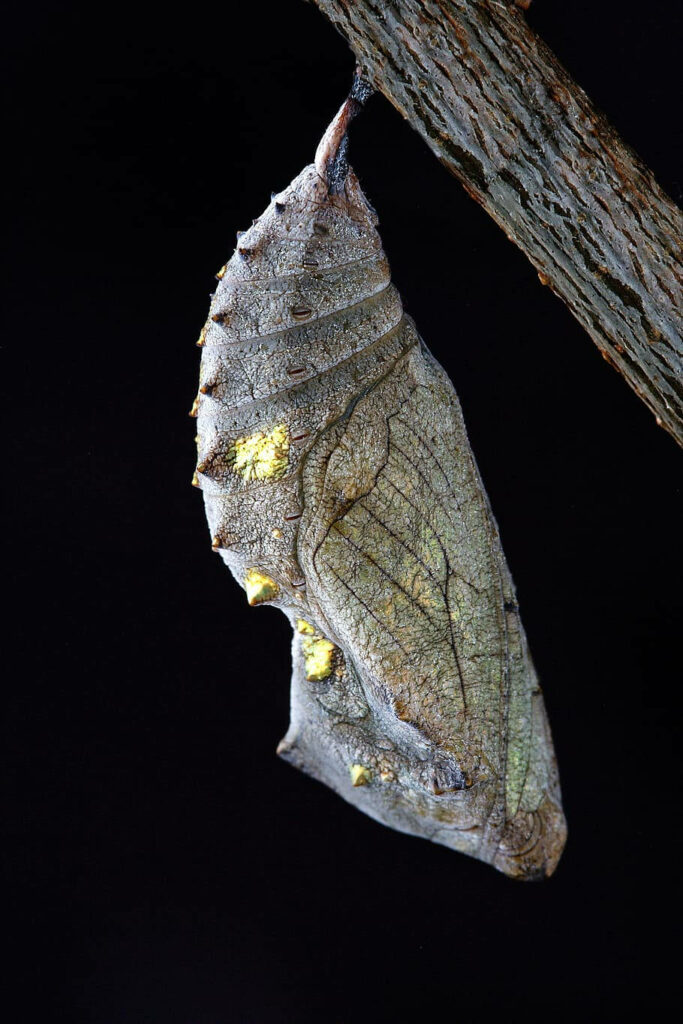 Intricate Silk Cocoon Pupa Close-Up - Textured Wallpaper Background