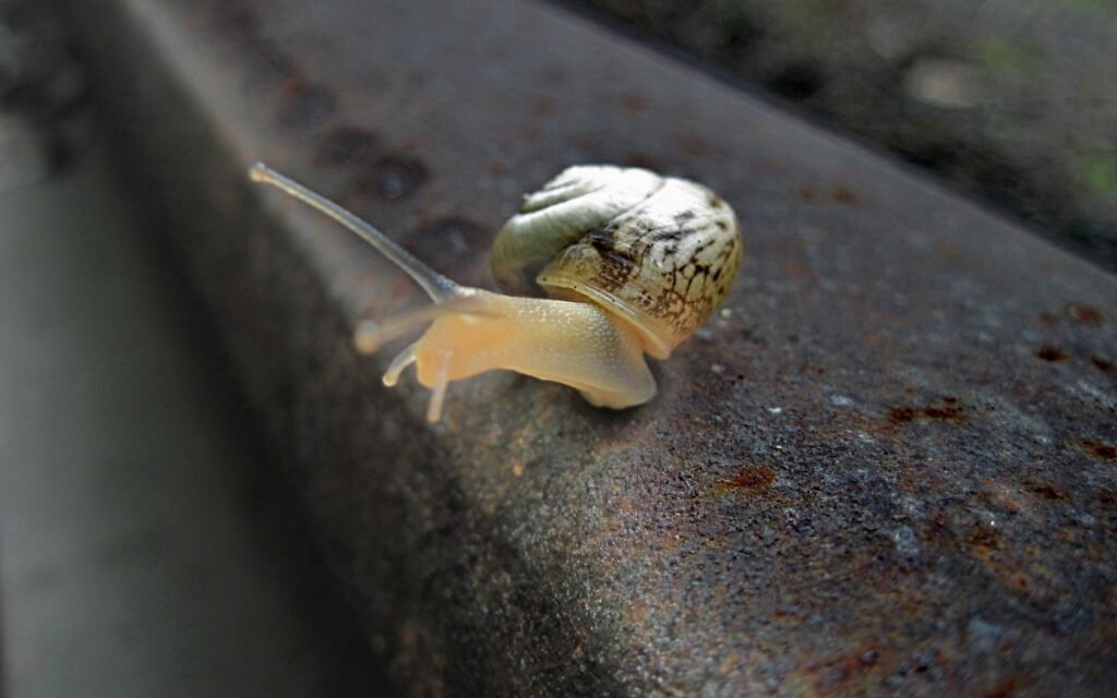 Intricate Snail Close-Up Wallpaper on Rusted Rail - Nature Background