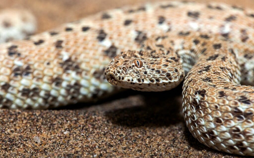 Close-Up Snake Wallpaper: Intricate Scales in Natural Habitat