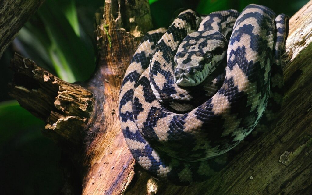 Intricate Snake Wallpaper: Nature's Beauty in Woodland Setting