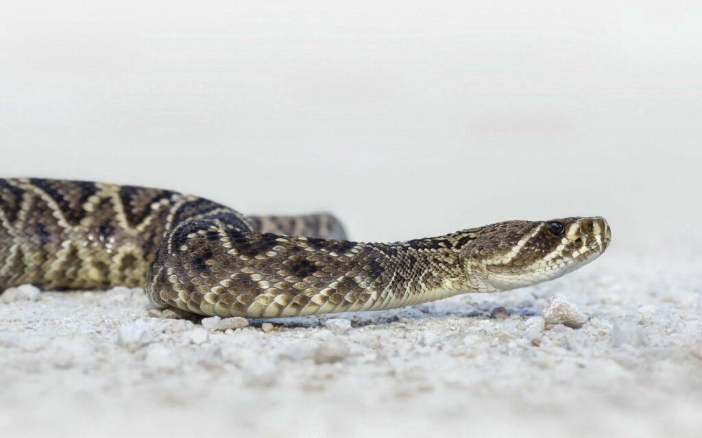 Intricate Striped Snake Wallpaper on Muted Background - Stunning Visual