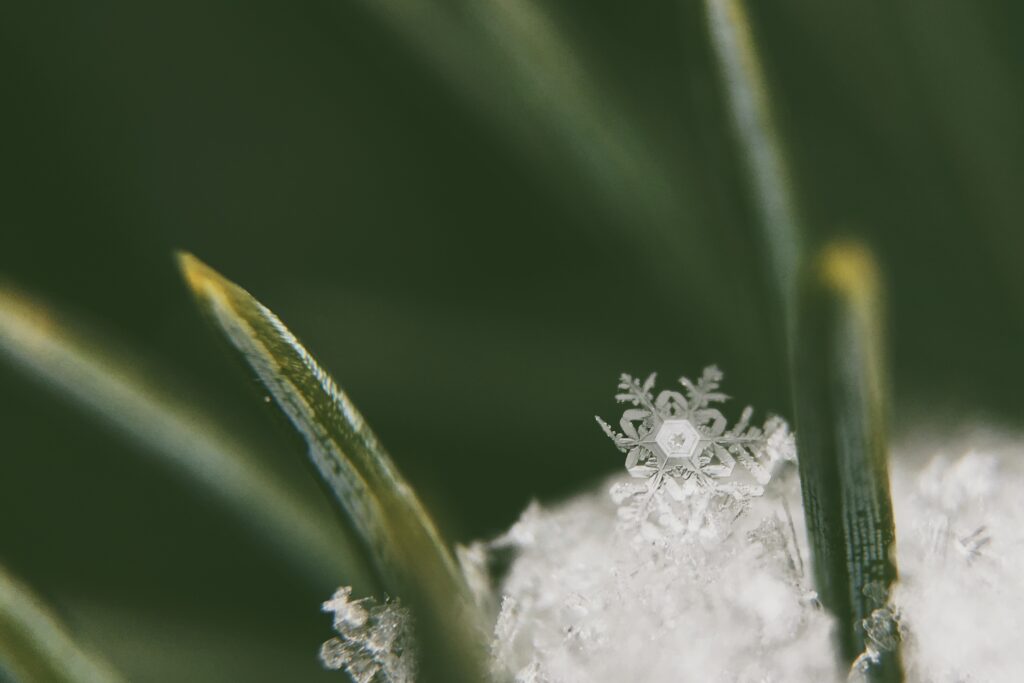 Delicate Snowflake on Green Plant - Intricate Winter Wallpaper