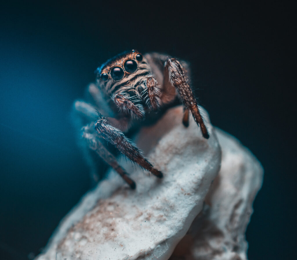 Intricate Spider Close-Up: Moody Blue Wallpaper Background