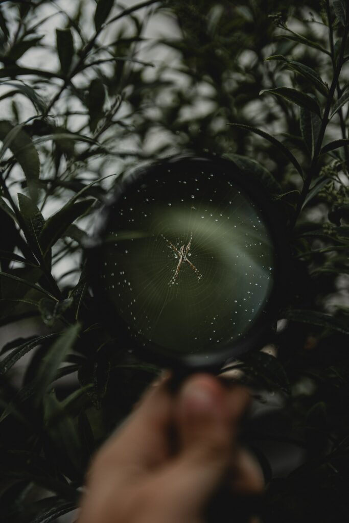 Close-Up Spider Cobweb Wallpaper Magnified with Green Foliage