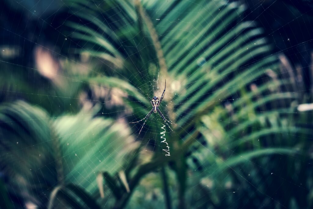 Macro Spider Wallpaper: Nature's Intricate Cobweb on Green Background