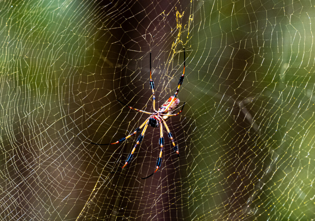 Stunning Macro Spider and Cobweb Wallpaper - Nature's Intricate Design