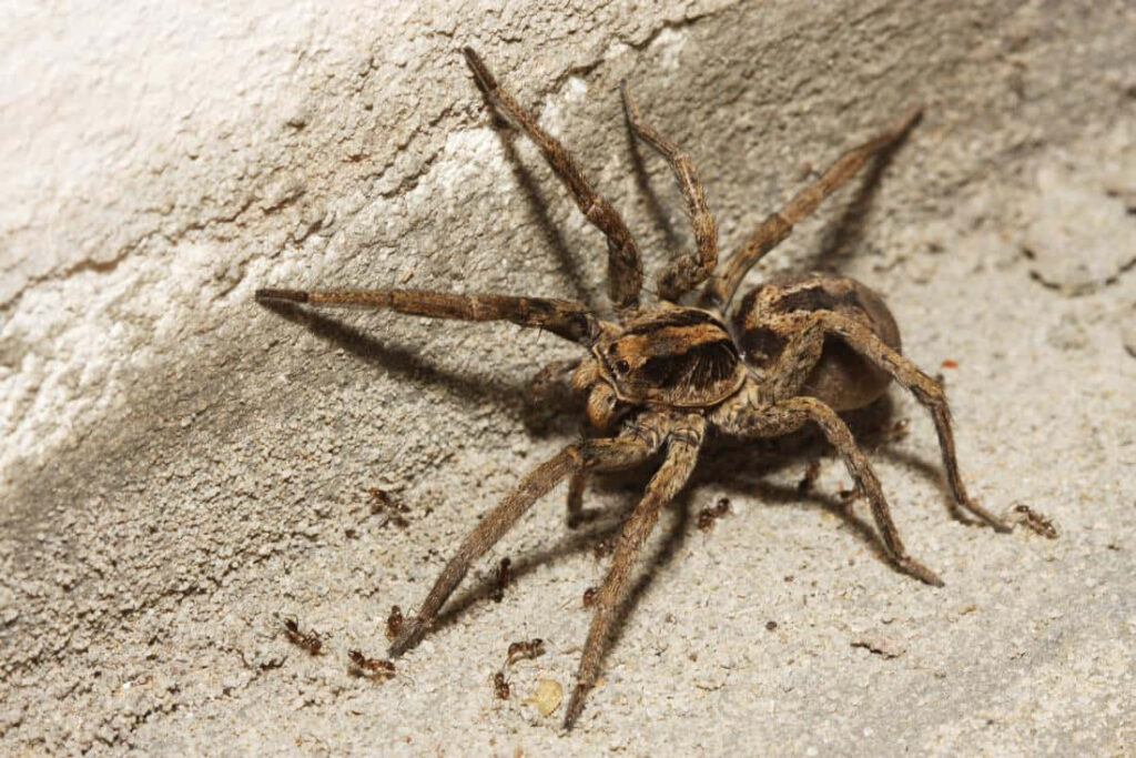 Close-Up Spider on Textured Ground - Intricate Body Patterns Wallpaper